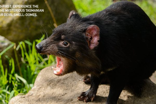 scent of tasmanian devil in smell domes