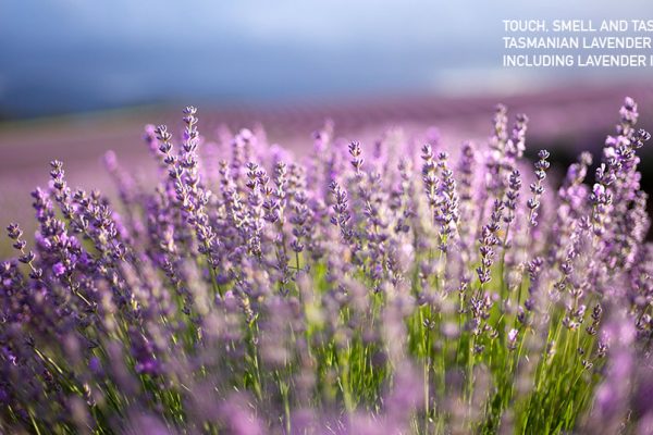 tasmanian lavender scented domes sensory experience